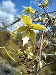 Clematis forsteri