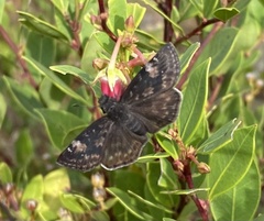 Erynnis zarucco
