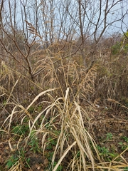 Sorghum halepense