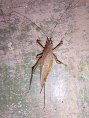 Thamnobates subfalcata