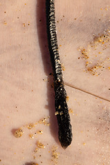 Pennella balaenoptera