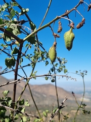 Eccremocarpus scaber