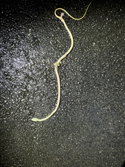 Philothamnus semivariegatus