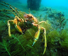 Leptomithrax gaimardii