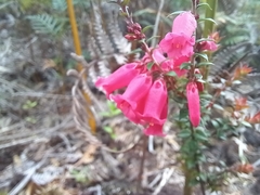 Epacris
