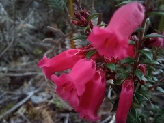 Epacris