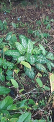 Dieffenbachia seguine