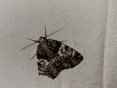 Allotria