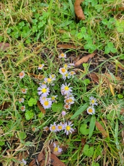 Symphyotrichum divaricatum