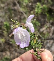Conradina grandiflora