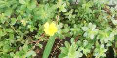 Oenothera humifusa