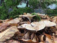 Infundibulicybe geotropa