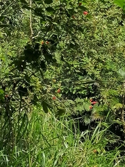 Warszewiczia coccinea