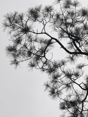 Pinus teocote
