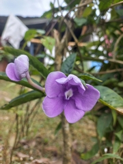 Brunfelsia grandiflora