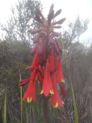 Blandfordia punicea