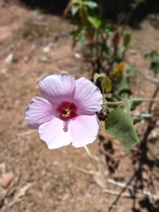Hibisceae