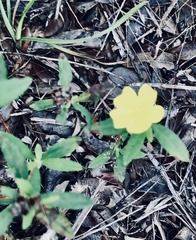 Crocanthemum corymbosum