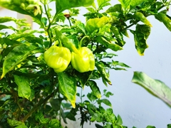 Capsicum chinense