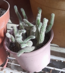 Aporocactus flagelliformis