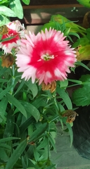 Dianthus caryophyllus