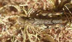 Myrmeleotettix maculatus