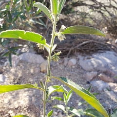 Ditaxis serrata