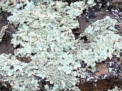 Flavoparmelia caperata