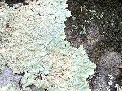 Flavoparmelia caperata