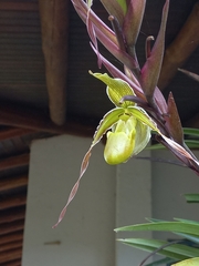 Phragmipedium longifolium