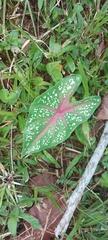Caladium