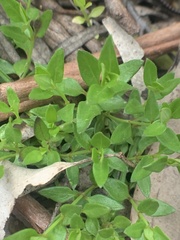 Opercularia ovata