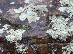 Flavoparmelia caperata