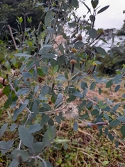 Porophyllum punctatum