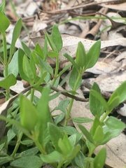 Opercularia ovata