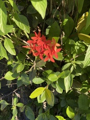 Ixora coccinea