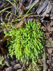 Racopilum cuspidigerum