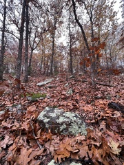 Flavoparmelia caperata