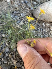 Thymophylla pentachaeta