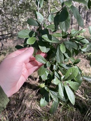 Prunus spinosa