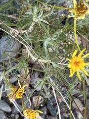 Thymophylla pentachaeta