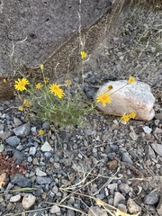Thymophylla pentachaeta