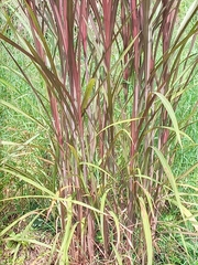 Cenchrus purpureus