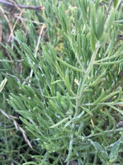 Enchylaena tomentosa