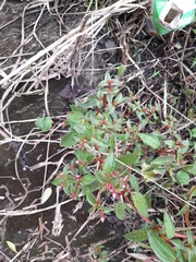 Arthrostemma ciliatum