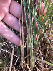 Andropogon longiberbis