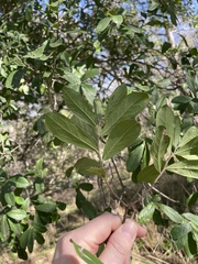 Prunus spinosa