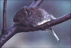 Clethrionomys glareolus