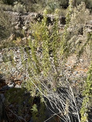 Brickellia laciniata