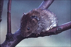 Clethrionomys glareolus